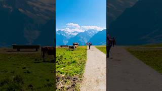 Cowbells sound song music love newsong lovesong mountains swissmountain travel indiandish [upl. by Espy]