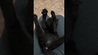 The cat is being petted shorts funny puppy [upl. by Fortunia]