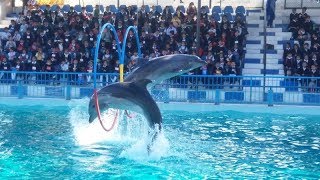 Dolphin Show At Maritime Museum Karachi [upl. by Livia]