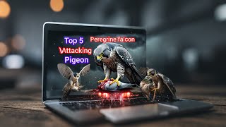 just now peregrine falcon hunting pigeon [upl. by Wald253]