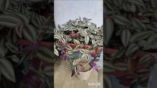 Propagate Wandering jew with results houseplants planterstand indoorplants [upl. by Rashidi]