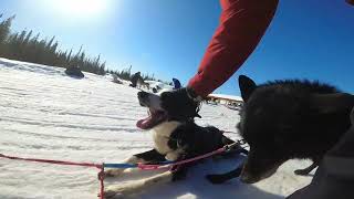 Dog Sledding North Pole Alaska 492022 [upl. by Llednor]