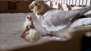 Baby Cockatiels Day 1 to 6 [upl. by Lipman]