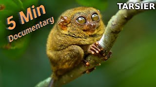 Tarsier  5 Minute Documentary [upl. by Adai]