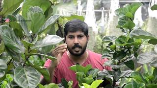 FIDDLE LEAF FIG indoor plant FICUS LYRATA care tips and full information in മലയാളം [upl. by Oderfla]