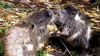 The Nutria Coypu Attack [upl. by Eural689]