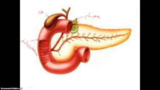 Digestion in Duodenum [upl. by Bible]