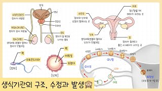 중3 생식과 유전 3강 생식기관의 구조￨정자와 난자￨수정과 발생￨배란 수정 난할 착상 배아 태아￨1란성 2란성 쌍둥이👶🏻👶🏻 [upl. by Divd]