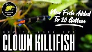 Clown Killifish Unboxing amp How To Care For Rocket Killifish [upl. by Socher]