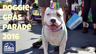 2016 Doggie Gras Parade at Helen Woodward Animal Center [upl. by Lillywhite965]