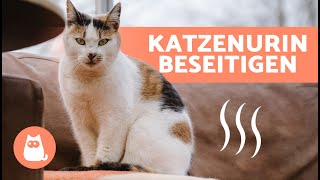 Wie man den GERUCH VON KATZENURIN im Haus loswird 🐈  7 Hausmittel ✅ [upl. by Engelhart968]