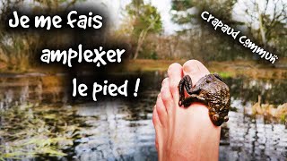 Ce Crapaud saccouple avec mon pied   FOCUS [upl. by Culberson960]