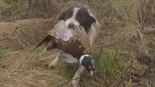 Pheasant hunting Ireland 2023 [upl. by Dnomrej]