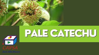 Pale Catechu vs Black Catechu Key Differences and Applications [upl. by Chuch]