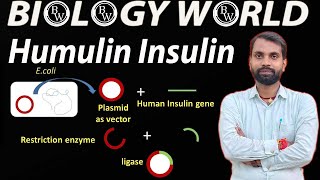 Humulin Insulin in Bio Tech Part1biologyworldsharmasir biology trending education khansir [upl. by Riamo451]