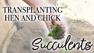 How to Transplant Hen and Chick Succulents [upl. by Gow]