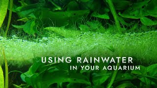 Using rainwater in your aquarium  Tutorial [upl. by Ragouzis]