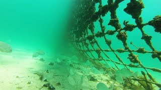 What Lies Beneath  Coogee Beach Shark Net [upl. by Alix704]