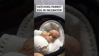 Tiny parrot hatching  hatching egg  hatching parrot in incubator birds pets shorts [upl. by Garmaise]