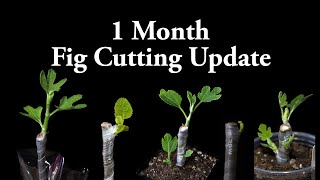 1 Month Fig Cutting Update [upl. by Burchett]