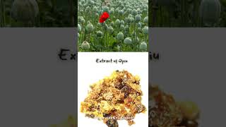 Medicinal plants with Scientific name amp Parts used  AyurvedaEnlightened ayurveda ayurvedabasics [upl. by Salis]