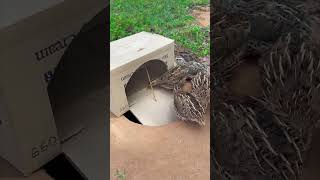 Box trap of birdsOMGThey are falling in the trap for taking foodgameplay birdcontrol birdtrap [upl. by Annahsohs454]