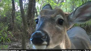 Moultrie Mobile Edge 2 Pro Trail Camera Review [upl. by Aber200]