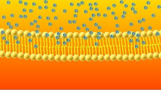 Diffusion Animation [upl. by Rhett]