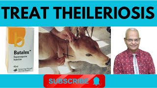 Unraveling Theileriosis in Cattle Causes Symptoms and Diagnosis I GNP Sir [upl. by Ahsatsan]