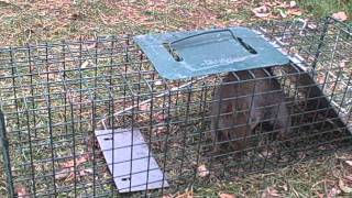 Squirrel in a trap [upl. by Mariquilla]