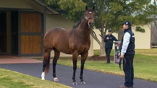 2018 Vinery Stallion Parade [upl. by Kerin]