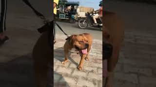 Pitbull VS Rottweiler  pitbull attack Rottweiler attack pitbull rottweiler [upl. by Novert]