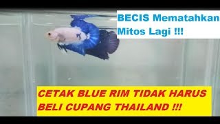 Rahasia Becis Cupang Depok dalam Mencetak Ikan Cupang Blue Rim [upl. by Heisser]