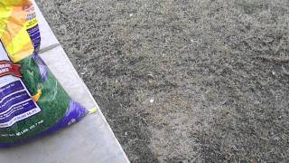 How to Plant Winter Grass [upl. by Oileduab]