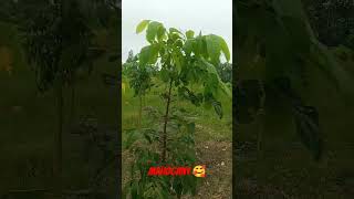 farming plants farm mahogany ke paudhe ki kheti 🥰🥰 7983713115 [upl. by Emina]