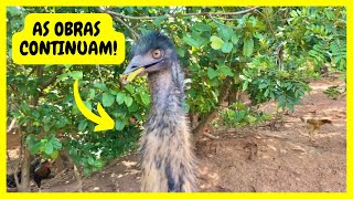 Lago dos Emus Australianos  Gutejando [upl. by Fisoi]