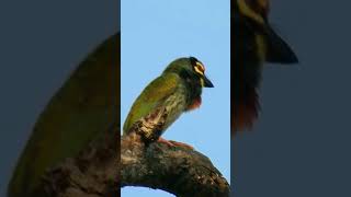 Coppersmith Barbet Call [upl. by Llednar788]