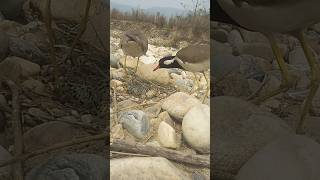 red wattled lapwing bird hatching  bird hatching  red wattled egg shortvideo redwattled [upl. by Him]