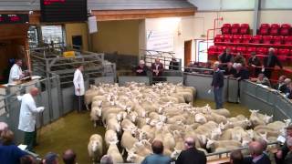 North country cheviots being sold at Dingwall Auction Mart [upl. by Lali310]