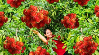 Harvesting Red Rambutan Fruits and Goes To Market Sell  Living in Countryside  Harvest DailyLife [upl. by Jamill968]