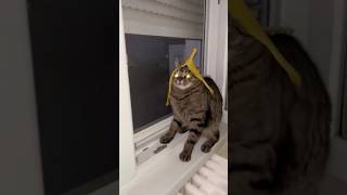 Cat Chaos Funniest Feline Fails cat cute love lol laugh animals funny [upl. by Yesoj]