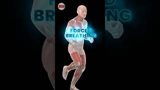 Forced inspiratory breathing MuscleandMotion [upl. by Vern]