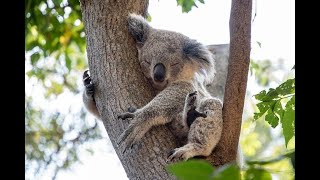 Le petit koala  Jacky Galou [upl. by Ajdan]