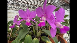 Cattleya walkeriana  Care amp Habitat [upl. by Peria]