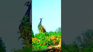 Peacocks The Most Extra Creatures on Earth [upl. by Debee]