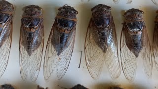 Dr Victor Fursov в эфире INSECT COLLECTION IN INSTITUTE OF ZOOLOGY LEAFHOPPERS KYIV UKRAINE [upl. by Shaughnessy338]