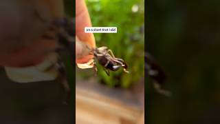 LeafFooted Bug Invasion Try This Solution gardeningtips gardenpests [upl. by Jock]