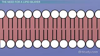 Lipid Bilayer Definition Structure amp Function [upl. by Ralyks]