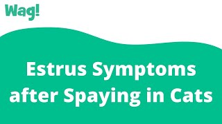 Estrus Symptoms after Spaying in Cats  Wag [upl. by Inkster]