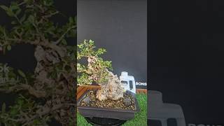 Protezione per il legno secco di un bonsai o prebonsai bonsai piante japan bonsaitree nature [upl. by Matilde]